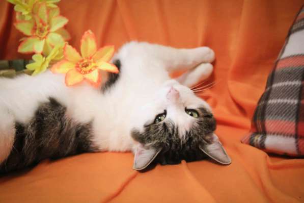 Котик в добрые руки! в Москве фото 5