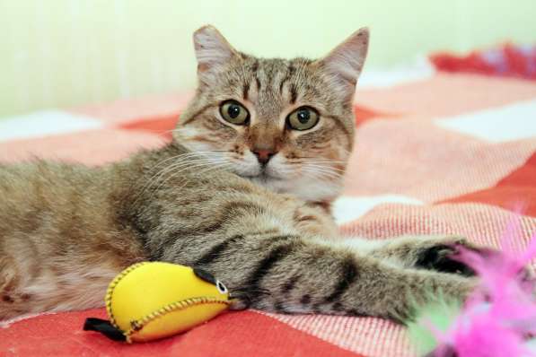 Ласковый мурлыка в Санкт-Петербурге фото 26