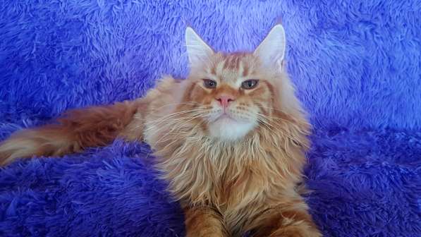 Красотка кремового солидного окраса из питомника Arktur в Тюмени фото 34