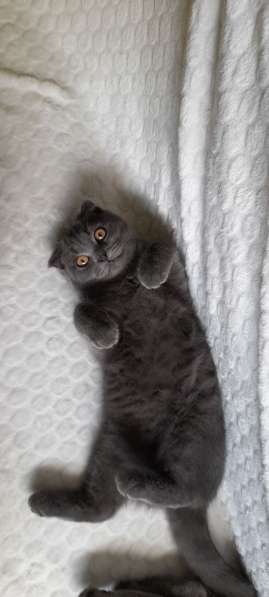 Британские котята в фото 6