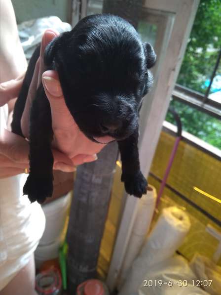 Щенки ризеншнауцера в Перми фото 8