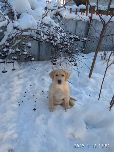 Щенок(девочка) лабрадор ретривер в фото 17