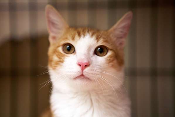 Маленький Тигр ищет любящих хозяев в Москве