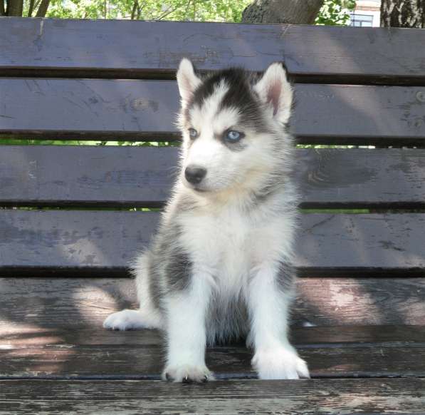 Мальчик Хаски в Москве фото 11