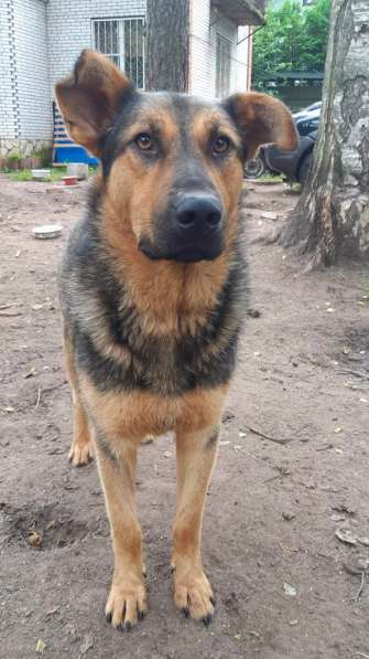 Разумный ласковый молодой пес в Санкт-Петербурге фото 25