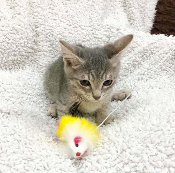 Котёнок в дар – малыш Матроскин в Москве фото 7