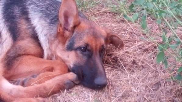 Щенок немецкой овчарки девочка с родословной в Симферополе фото 15