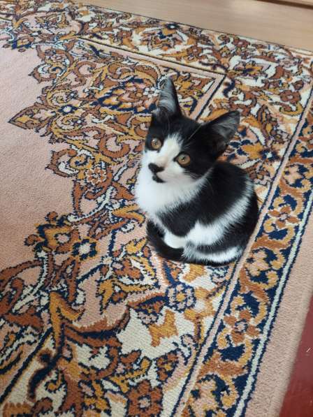 КОТЯТА ДАРОМ в фото 6