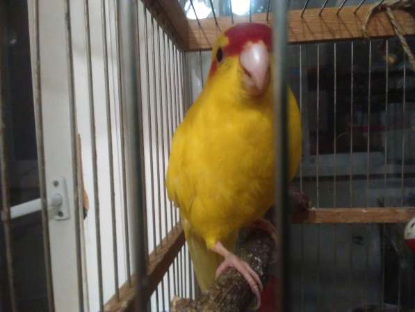 Продам попугая какарика в Пензе фото 4