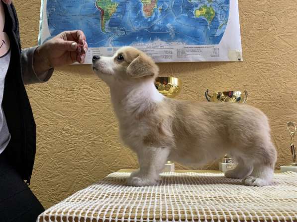 Puppies Welsh Corgi Pembrok в Ростове-на-Дону фото 3