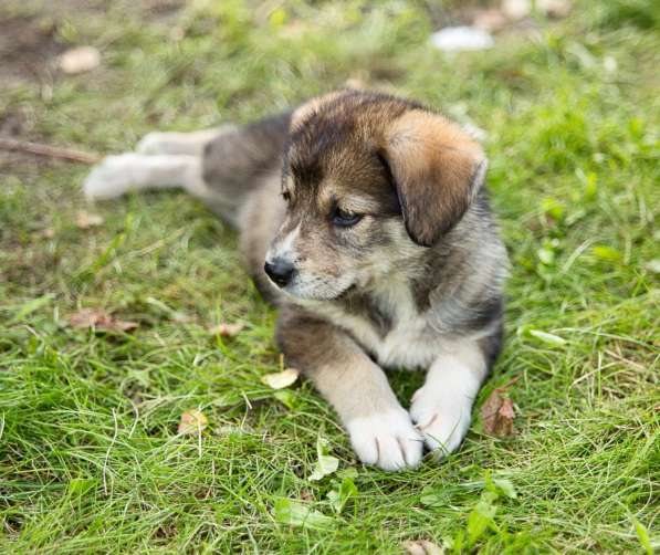 Необычайные малютки-детки щенки в дар!!! в Москве фото 8