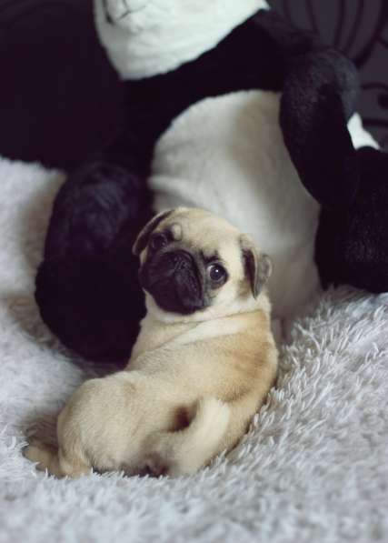 Щенки Мопса в Новосибирске фото 30