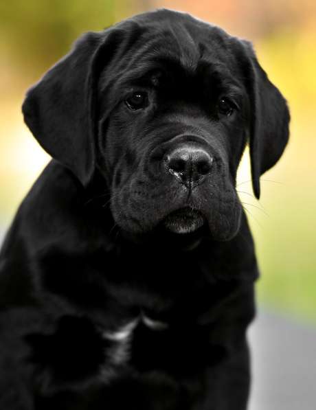 Кане - Корсо. Black в фото 4