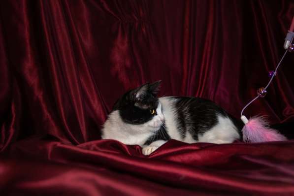 Черно-белый Маркиз – красавец кот в добрые руки в Москве