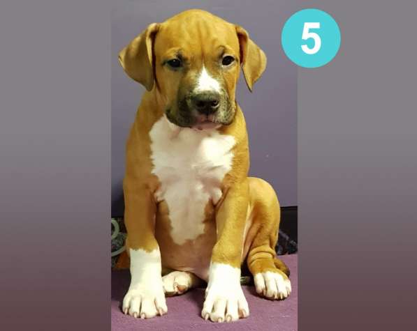 Щенки амстаффа в Москве фото 16