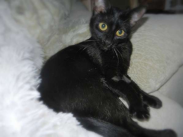 Кошечки гладкошерстная черный мрамор многоцветная в Красногорске фото 4