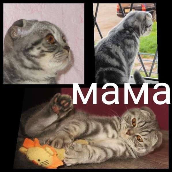 Шотландские мраморные котята в Санкт-Петербурге фото 5