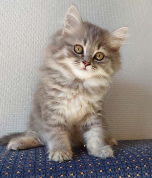 Котята Британской короткошерстной породы в фото 16