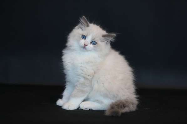 Котята рэгдолл в Санкт-Петербурге фото 3