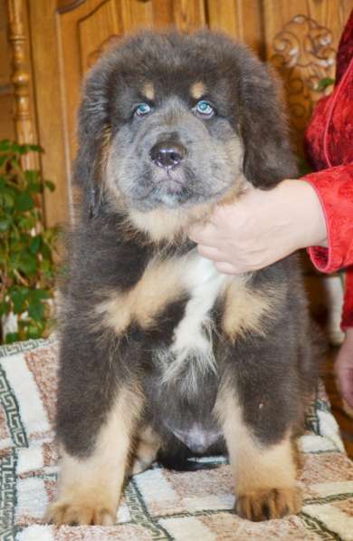 Тибетский мастиф - лучший страж на территории в Москве фото 32