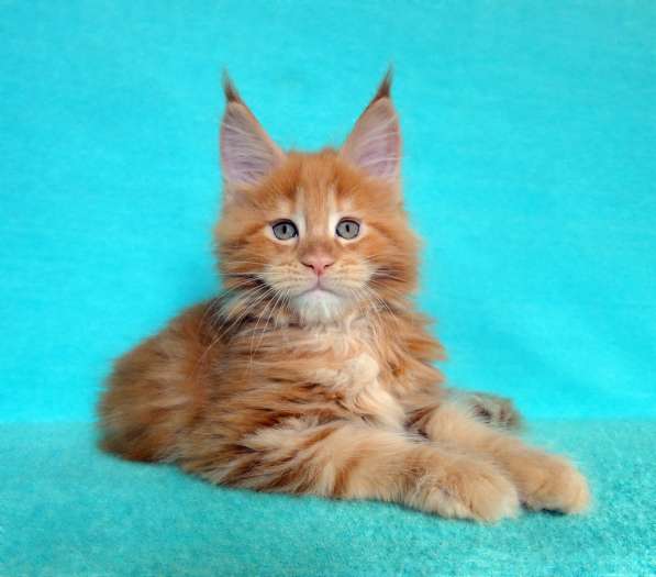 Апельсинки к Новому Году в Рязани фото 37