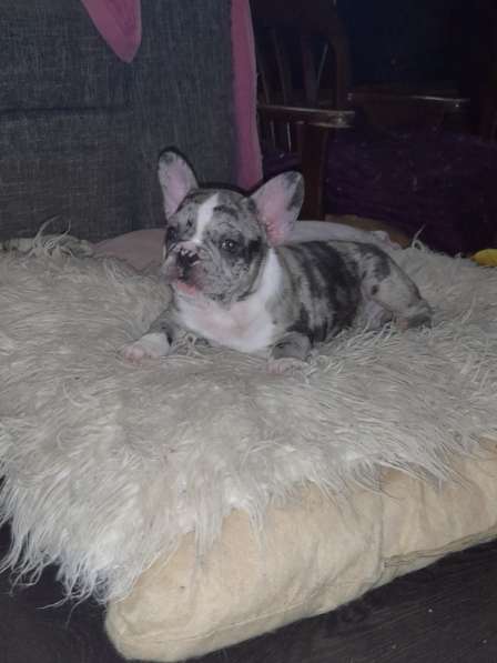 French Bulldog. Merle colour. Boy's в фото 6