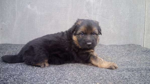 Щенок немецкой овчарки девочка с родословной в Симферополе фото 13