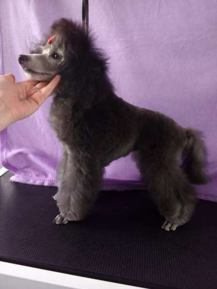 Пудель миниатюрный в Москве фото 4