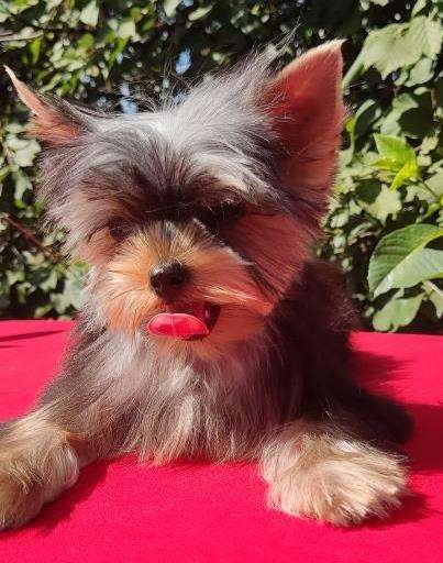 Гламурные щенки йоркширского терьера