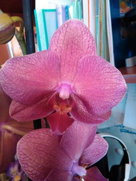 Орхидеи фаленопсисы в фото 7