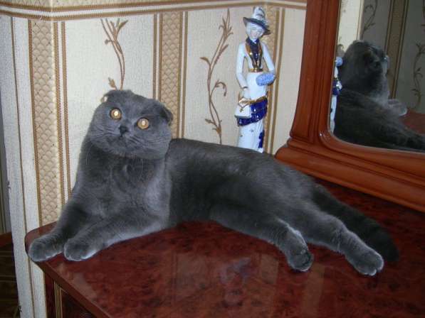 Вислоухий котенок в Улан-Удэ
