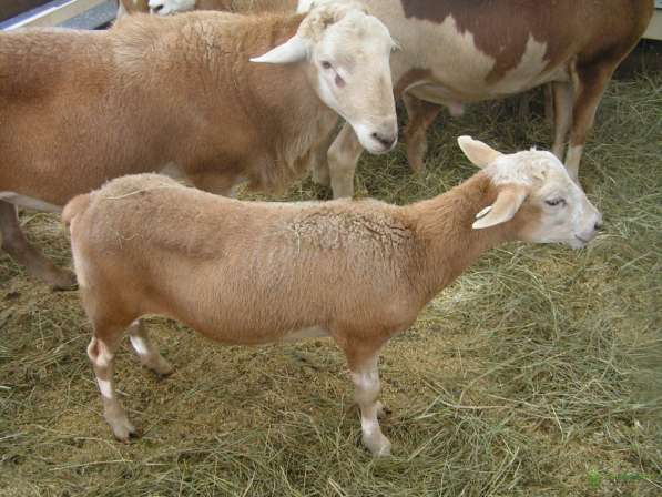Племенные овцы породы Катумская (Скот из Европы) в Красноярске фото 3