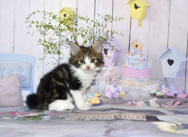 Котята курильского бобтейла в Москве фото 12