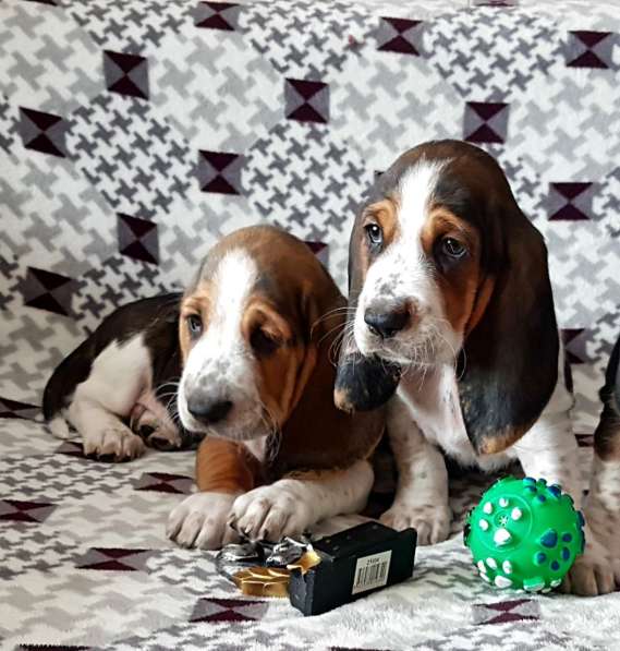 Щенки Бассет-хаунд в Армавире фото 37