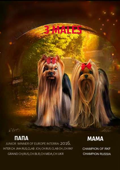 МИНИ ЙОРШИРЕНОК ПОДРОЩЕННЫЙ в Москве фото 4