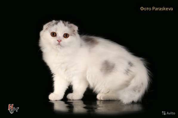 Котенок - счастье в дом в Санкт-Петербурге фото 8