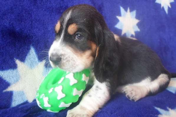 Щенки Бассет-хаунд в Армавире фото 62