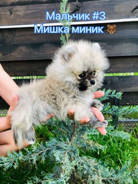 Шпицы мальчики с документами в Краснодаре