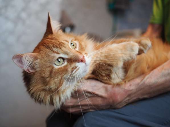 Огненно-рыжий красавец кот Филимон в добрые руки в Москве фото 4