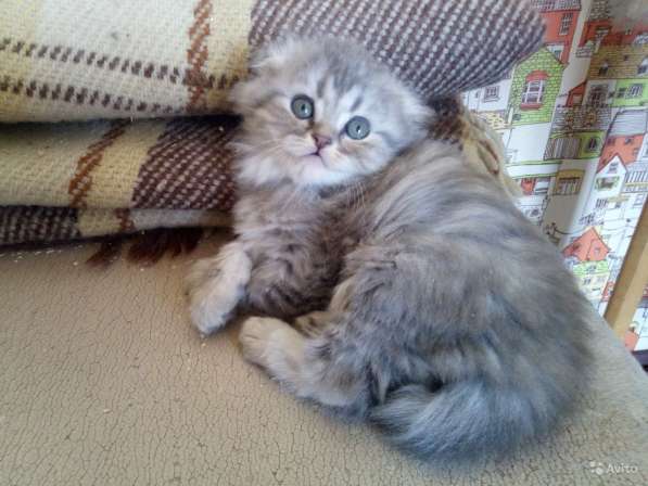 Шотландский Котёнок (Скоттиш-страйт) в Симферополе фото 23