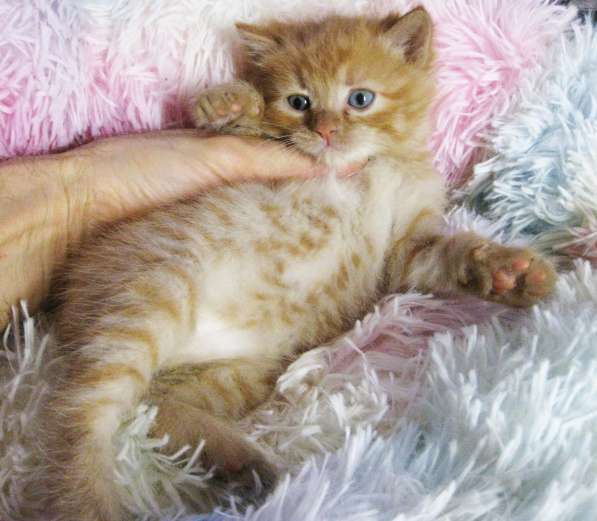 Котята!!! Открыты к резерву в фото 8