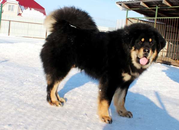 Тибетский мастиф - лучший страж на территории в Москве фото 107