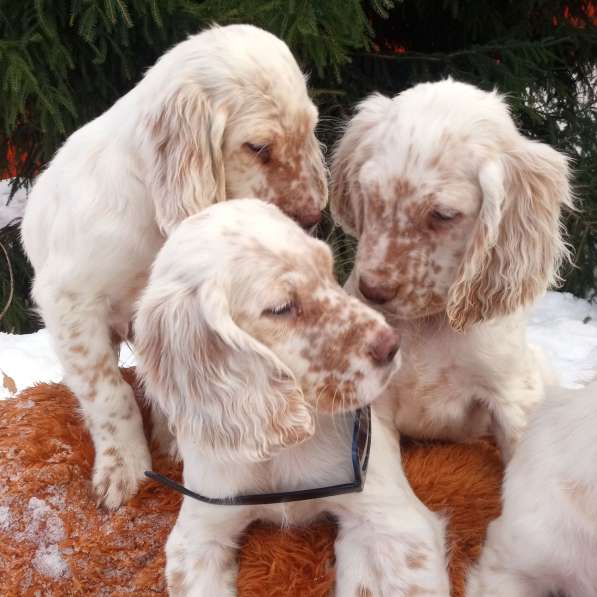 Английский сеттер щенки из элитного питомника в Москве фото 66
