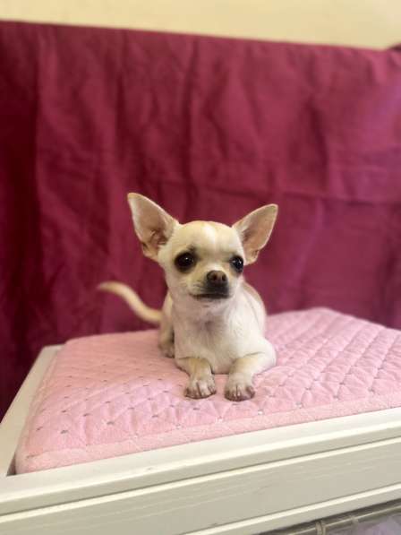 Chihuahua. Mini boy. Fawn в 