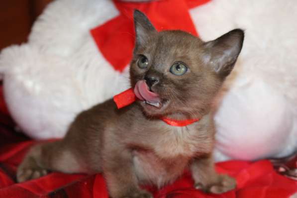 Бурманские котята в Санкт-Петербурге фото 10