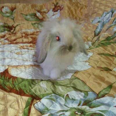 Декоративные вислоухие крольчата в Березниках фото 4