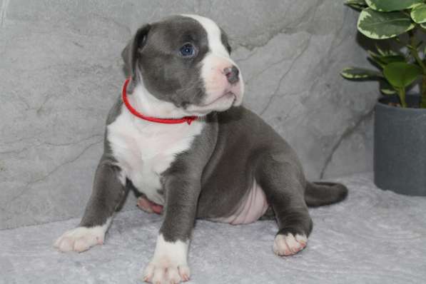 Высококачественные щенки Амстаффа в фото 4