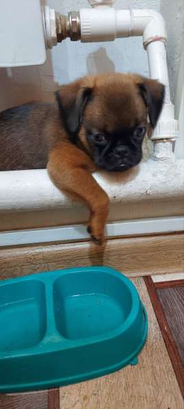 Щенок Пти брабансон в Белой Калитве фото 4