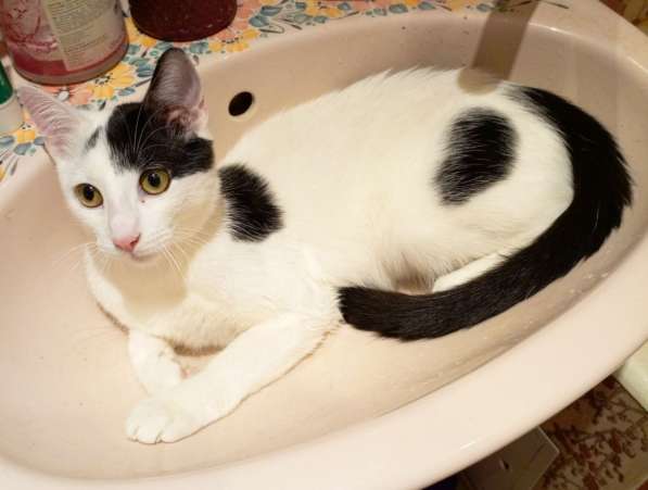 Котенок белый Лелик ищет дом!