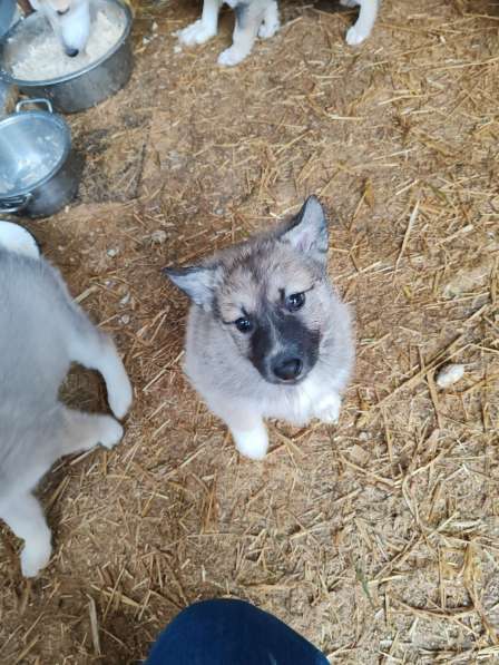 Щенки Западно-сибирской лайки от Чемпиона в Курске